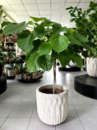 Ficus Umbellata