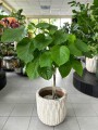 Umbellata Ficus