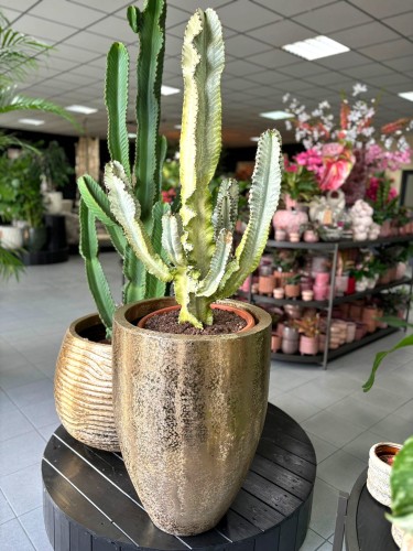 Variegata Euphorbia
