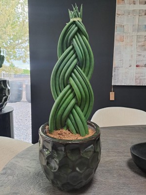 Sansevieria cylindrica warkocz