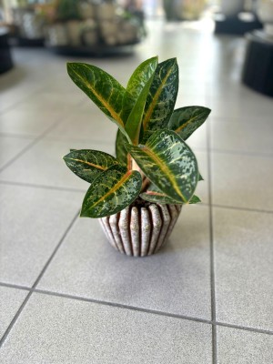 Aglaonema Orange Flame