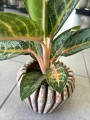 Orange Flame Aglaonema