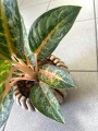 Aglaonema Orange Flame liście