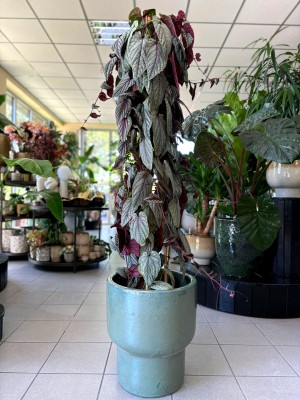 Cissus Violet Vine