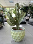 Euphorbia Erytrea Variegata, wilczomlecz