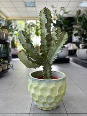 Euphorbia Erytrea Variegata, wilczomlecz