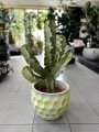 Variegata Euphorbia