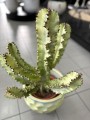 Euphorbia Erytrea variegata