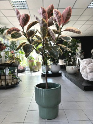 Ficus elastica Belize, fikus