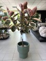 Ficus elastica Belize