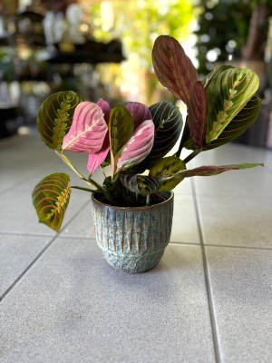 Maranta leuconeura Fascinator Tricolor
