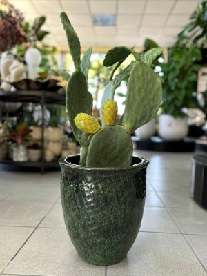 Opuntia vulgaris, opuncja