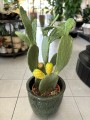 Vulgaris Opuntia