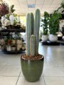 Pilosocereus Chrysostele