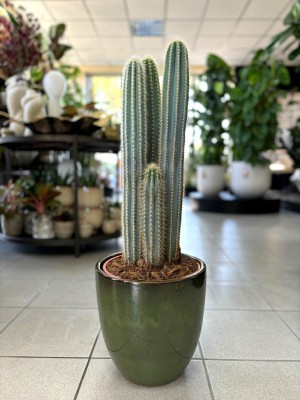 Pilosocereus chrysostele