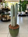 Chrysostele Pilosocereus