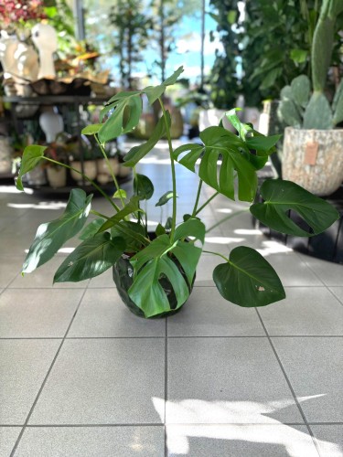 Deliciosa Monstera