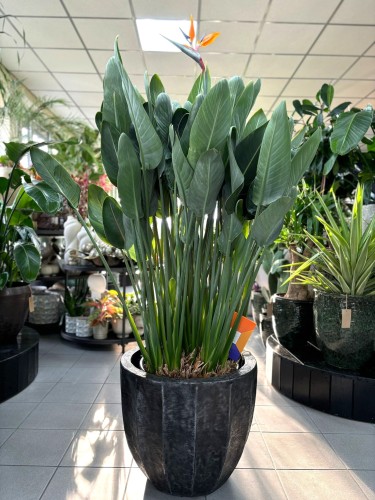 Strelitzia Reginae
