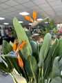 Strelitzia Reginae