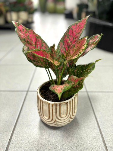 Aglaonema Spotted Star liście