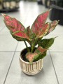 Spotted Star Aglaonema