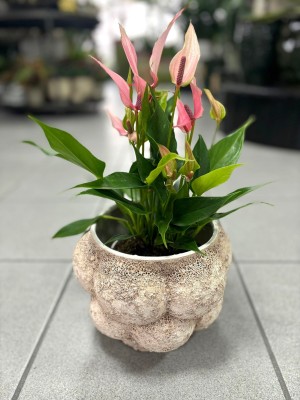 Anthurium Lilli M, anturium