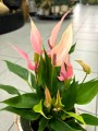 Lilli Anthurium