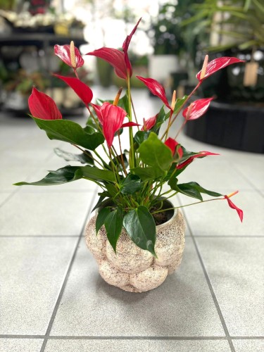 Anthurium Red