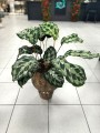 Kennedy Calathea
