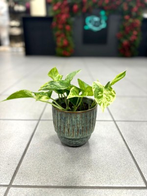 Epipremnum Marble Queen S