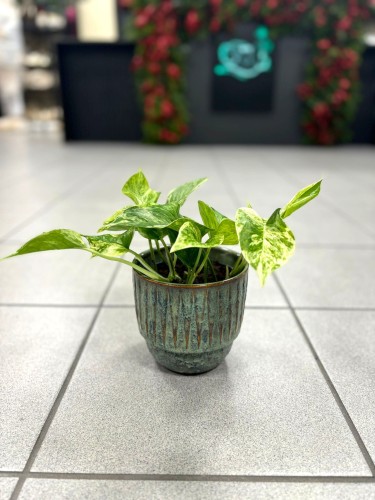 Epipremnum Marble Queen