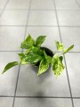 Marble Queen Epipremnum
