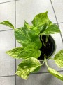 Epipremnum Marble Queen liście