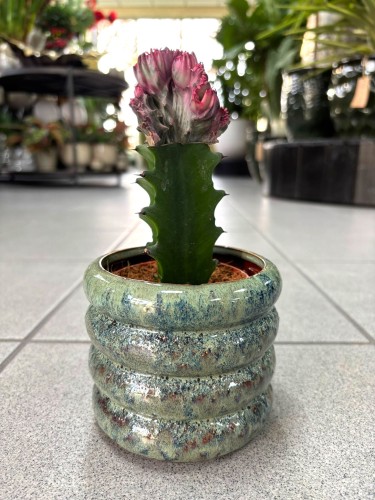 Euphorbia lactea Cristata