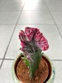 Cristata Euphorbia