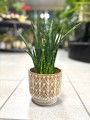 Sansevieria Fernwood