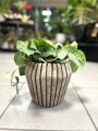 Scindapsus Silvery Ann