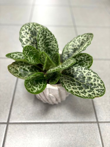 Streptocarpus