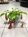 Nepenthes
