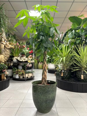 Pachira aquatica warkocz