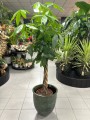 Pachira aquatica