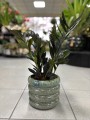 Zamioculcas Raven