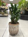 Zamioculcas Zenzi