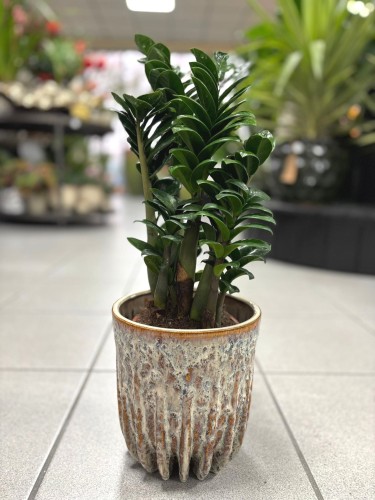 Zamioculcas Zenzi