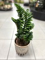 Zamioculcas zamiifolia