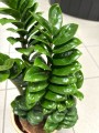 Zamioculcas zamiifolia Zenzi