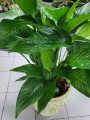 Spathiphyllum liście