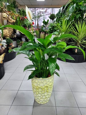 Spathiphyllum Lauretta, skrzydłokwiat