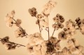 Twig Plant Cream soft