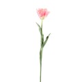 Tulipan różowy